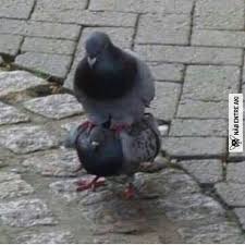 Pigeons sitting on support in park. 36 Pigeons Sitting Down Ideas Animal Memes Pigeon Cute Animals