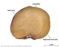 Image result for Otoptera