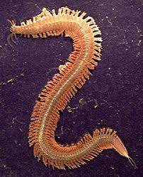 I've missed all the worms? 10 Annelida Ideas Annelid Annelids Invertebrates