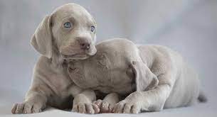Let's talk about genetics for a minute. Weimaraner Colors The Colorful World Of The Weimaraner Dog