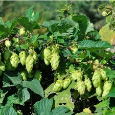 Rose trellis + rose = decorative rose trellis hops trellis + hops = decorative hop. Cascade Hops Hop Bines Stark Bro S