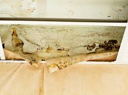 Environmental protection agency (epa) guide titled mold remediation in schools and commercial buildings, which gives. How To Tell If There S Mold In Your House