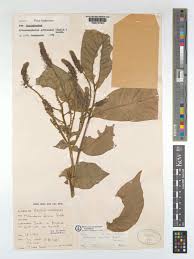 Image result for Glenniea