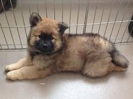 Eurasier puppies for sale near columbus, ohio, usa, page 1 (10 per page) puppyfinder.com is your source for finding an ideal eurasier puppy for sale near columbus, ohio, usa area. Eurasier Puppies For Sale Lansing Mi 170373 Petzlover