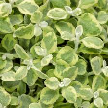 Image result for Helichrysum decorum