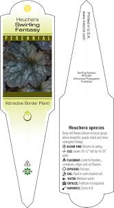 Image result for Heuchera `Swirling Fantasy`