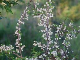 Image result for Flueggea