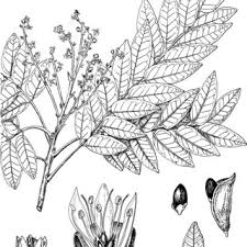 Image result for Rourea orientalis