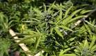 Image result for pole and dagga houses