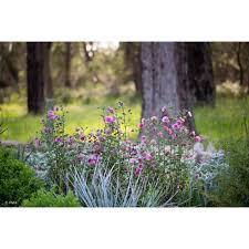 Image result for Mesanthemum africanum