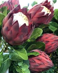 22 Absolutely Vibrant Flowers That Start With P Their Secrets Protea Flower Flowers Perennials Growing Flowers