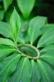 Image result for Costus afer