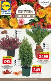 Lidl Akcios Ujsag 2017 Oktober 5 11 Ig Akcios Ujsagok Online Lidl Cactus Plants Oktober