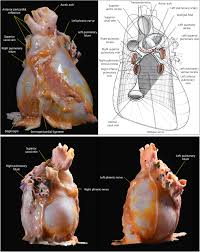 Image result for Pericardium