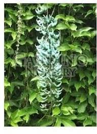 Image result for Strongylodon macrobotrys