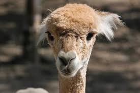 Bactrian camels have two humps rather than the single hump of their arabian relatives. Alpaca Brown Young Lama Camel Paarhufer Animal Peru Furry Fluffy Fur Pikist
