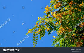 Image result for Peltophorum africanum