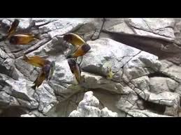 Tabalkon Aqua 3d Akvaryum Fon Tabalkonmalawi Tabalkonaqua Tanganyikatank Cihclids Aquarium Akvaryumfon Akvaryum Tasarim Tanganyika Aquascape A Akvarium