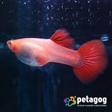 Full Red Lepistes Full Red Guppy Albino Lepistes Balik Akvaryum