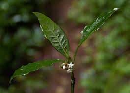 Image result for Psychotria peduncularis