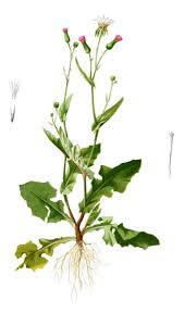 Image result for Emilia debilis