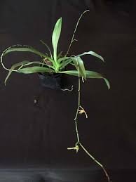Image result for Angraecum calceolus