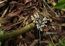 Image result for Sabicea