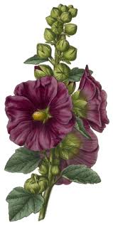 The mucilage effect of the althaea plant helps to lower inflammation in specific tissues. Althaea Rosea Cavan Or The Marsh Mallow The Marshmallow As In S Mores Is Named After This Plant T Growing Hibiscus Botanical Flowers Botanical Drawings