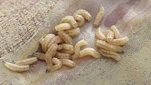 Myiasis In Deutschland Maden Unter Der Haut Archiv