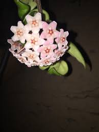 Hoya Carnosa Compacta Flowers Opened Today They Smell Like Chocolate They Are So Perfect They Almost Look Like Chocolate Flowers Starting A Vegetable Garden