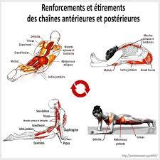 Dans cet exercice statique, la tête bouge peu. Renforcements Et Etirements Des Muscles Du Dos Et Du Ventre Muscler Le Dos Exercice Dos Muscler Son Ventre
