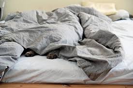 May 25, 2021 · i love sleeping under a weighted blanket for a few reasons. Should Your Cats Sleep With You The Purrington Post