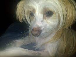 My Chinese Crested Rescue Blondie Marino Chinese Crested Pooch Hairless