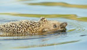 Give them time to relax and do their stuff (at least an hour) before taking them for the bath. Can Hedgehogs Swim Full Guide With Cute Video Pocket Pets Forever