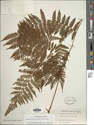 Image result for Megalastrum lanuginosum