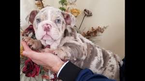 These english bulldog studs located in blue eyed bentley bentley is one of the rarest bulldogs available for stud. Beautiful English Bulldog Almost 10 Weeks Old Lilac Tri Merle Boy With Blue Eyes Youtube