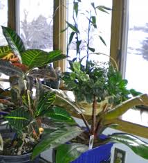 Removes low levels of benzene, formaldehyde, trichloroethylene, xylene, and toluene from the air thrives in moderate to low indirect light not only is the sansevieria unbelievably hardy, but it converts carbon dioxide into oxygen at night. Houseplants Clean Indoor Air Pollution Home Top Plants The Old Farmer S Almanac