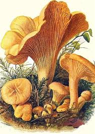 Risotto Vert Aux Chanterelles Girolles Des Bois D Apres Une Recette De Franck Cerutti With Images Mushroom Art Botanical Drawings Stuffed Mushrooms