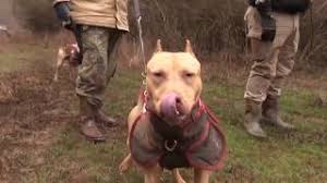 Find puppies and breeders in your area and helpful information. Hog Dog Hunting In Georgia Youtube