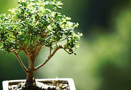 Bonsai pruning tips and techniques. Bonsai Tree Care For Beginners Everything You Need To Know Proflowers Blog