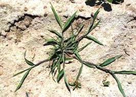 Image result for Digitaria nuda