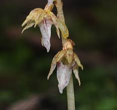 Image result for Epipogium