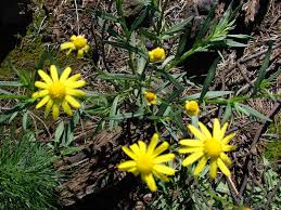 Image result for Senecio madagascariensis