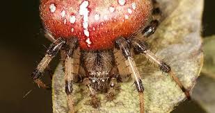 Image result for Aspidoglossum araneiferum