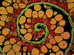 Fibonacci In Nature Microscopic Photography Spirals In Nature Fibonacci Sequence In Nature