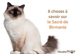 Sacre De Birmanie 8 Choses A Savoir