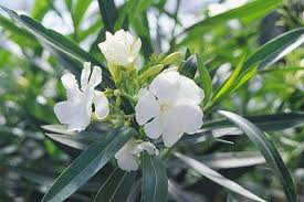 Image result for Nerium oleander