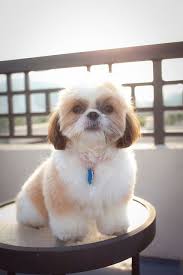 Pin By Judy Carr On Four Shihtz And A Frenchie Shih Tzu Puppy Shih Tzu Shih Tzu Haircuts