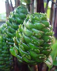 Image result for Costus afer