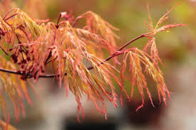 We did not find results for: Acer Palmatum Baldsmith Japanese Maple Conifer Kingdom
